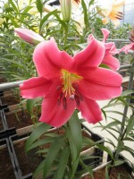 [1737 Amarossi No01.JPG]